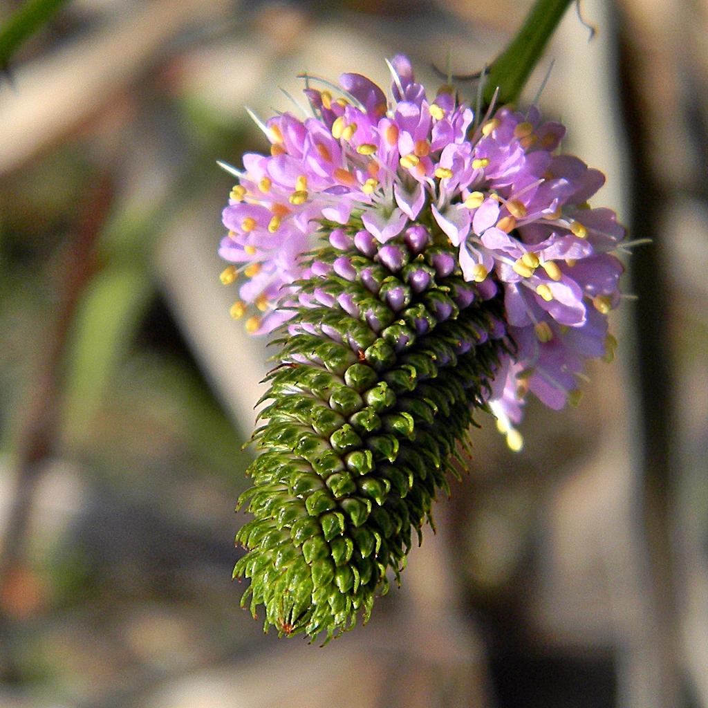 Dalea carnea