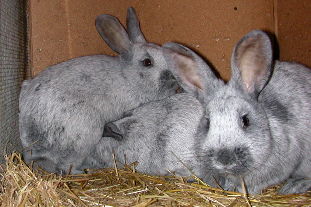 Silver rabbit