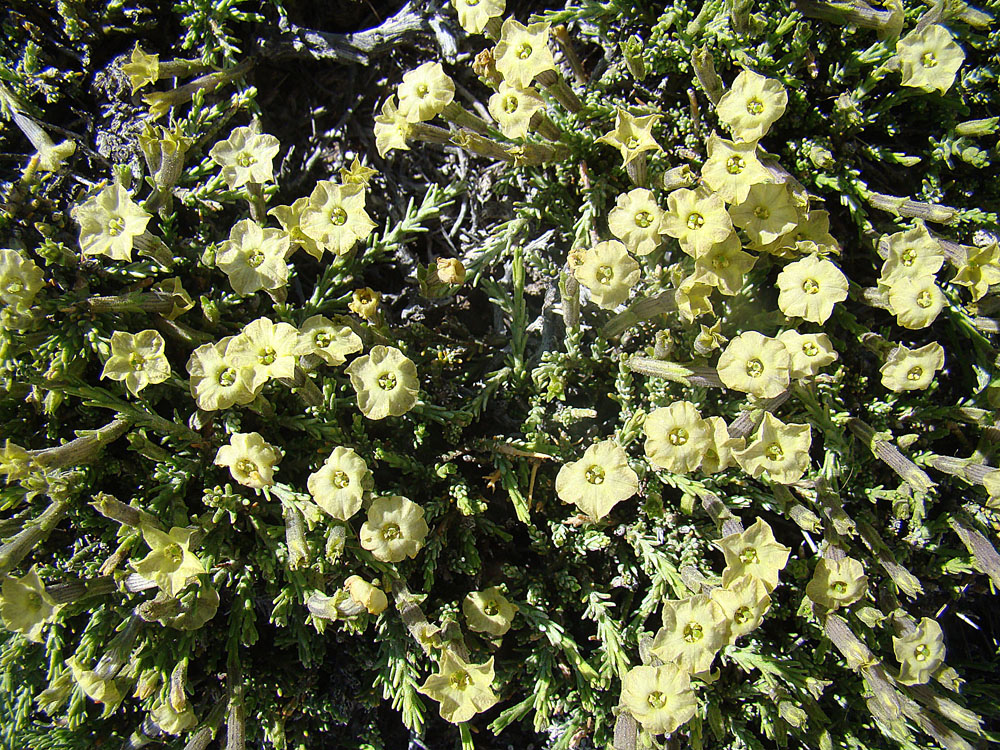 Fabiana foliosa