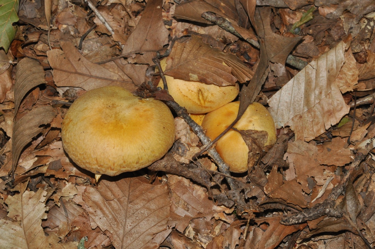 Gymnopilus validipes