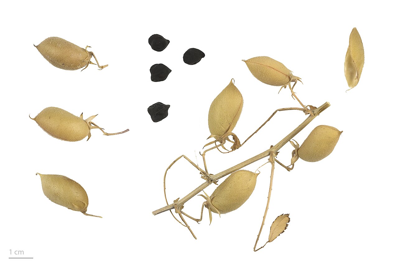 Cicer arietinum