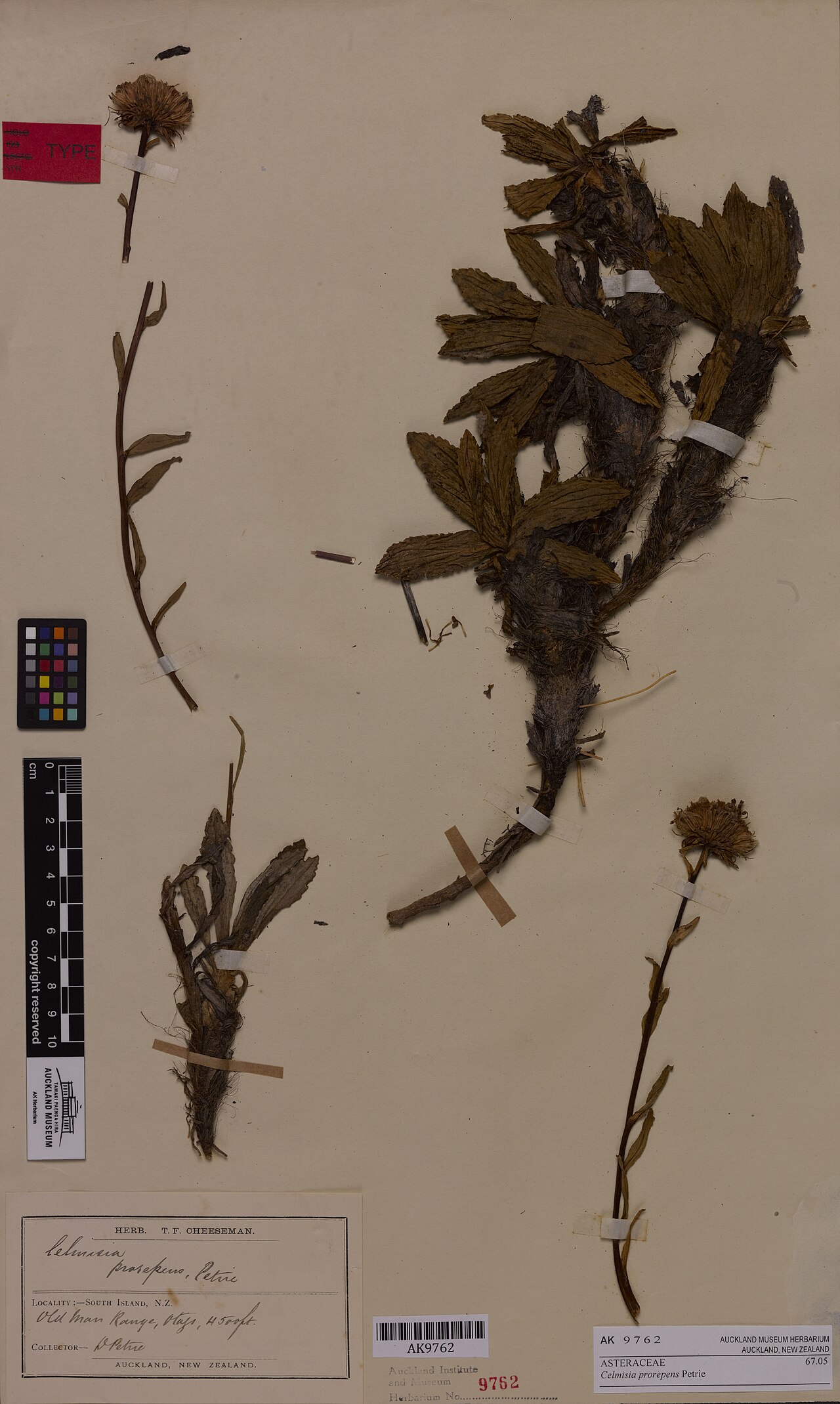 Celmisia prorepens