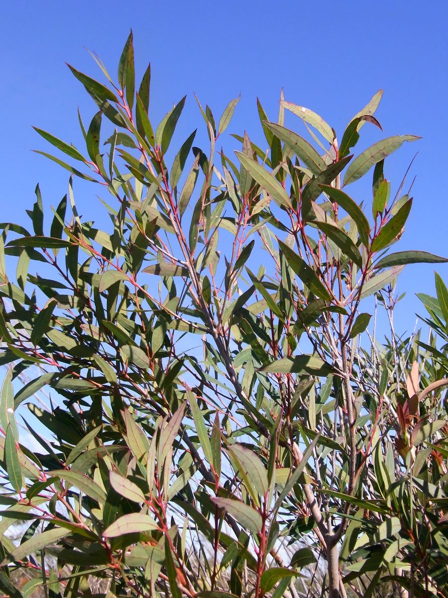 Angophora crassifolia