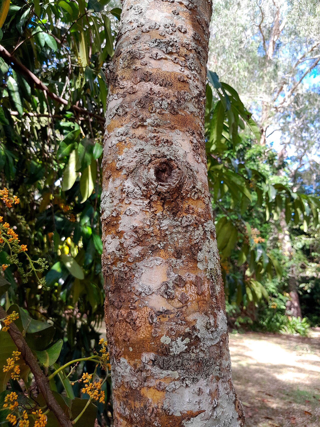 Calophyllum bicolor