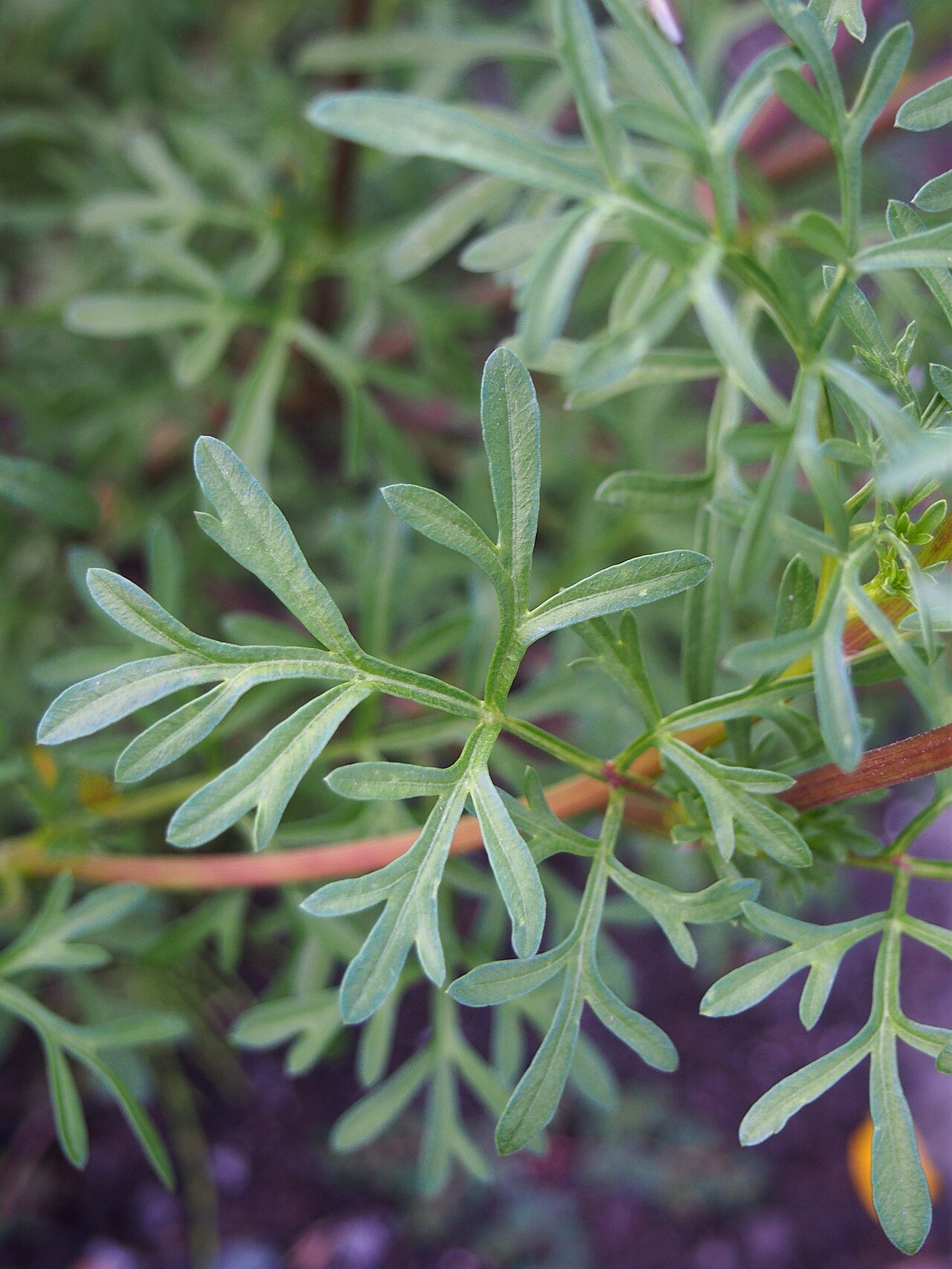 Bidens ferulifolia