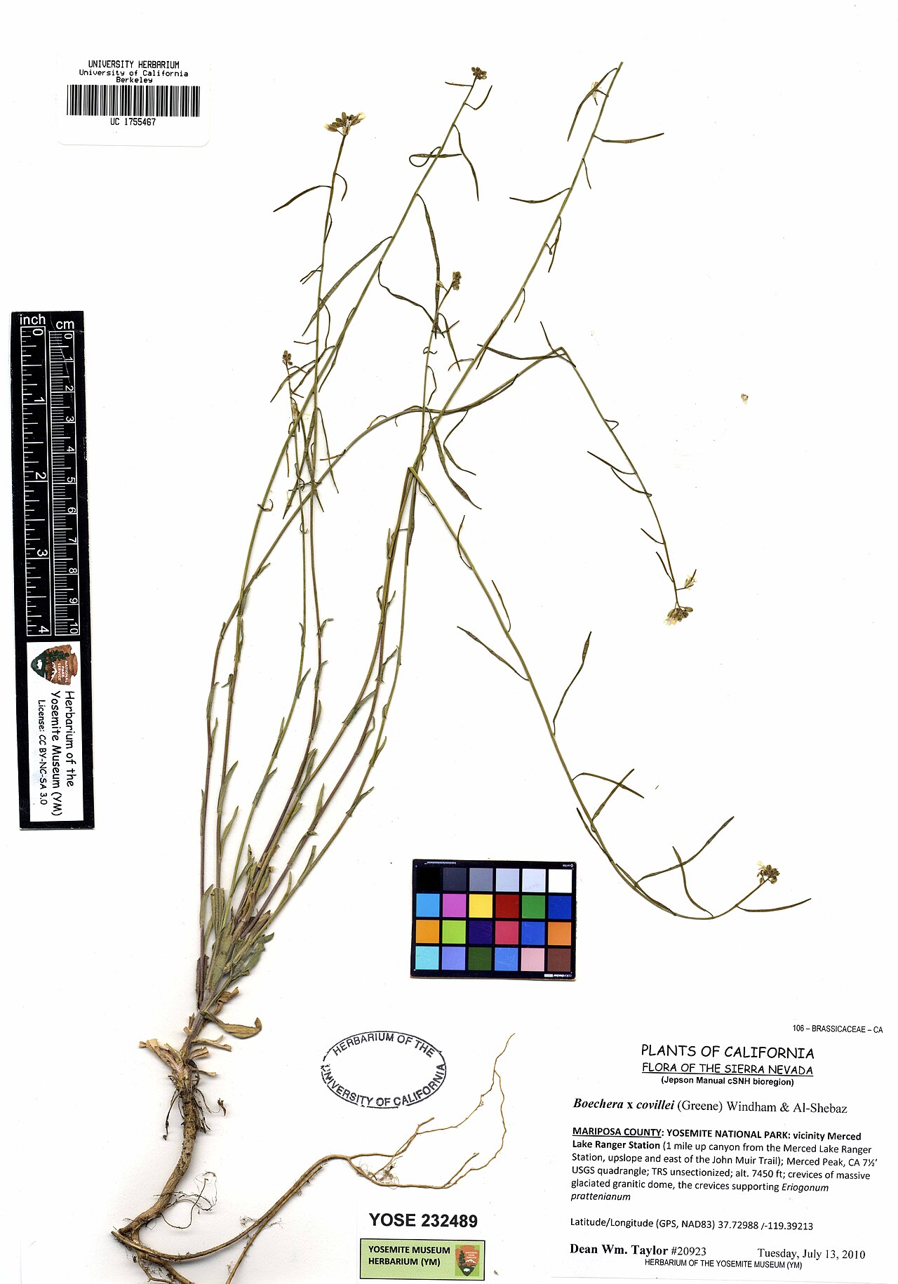 Boechera covillei