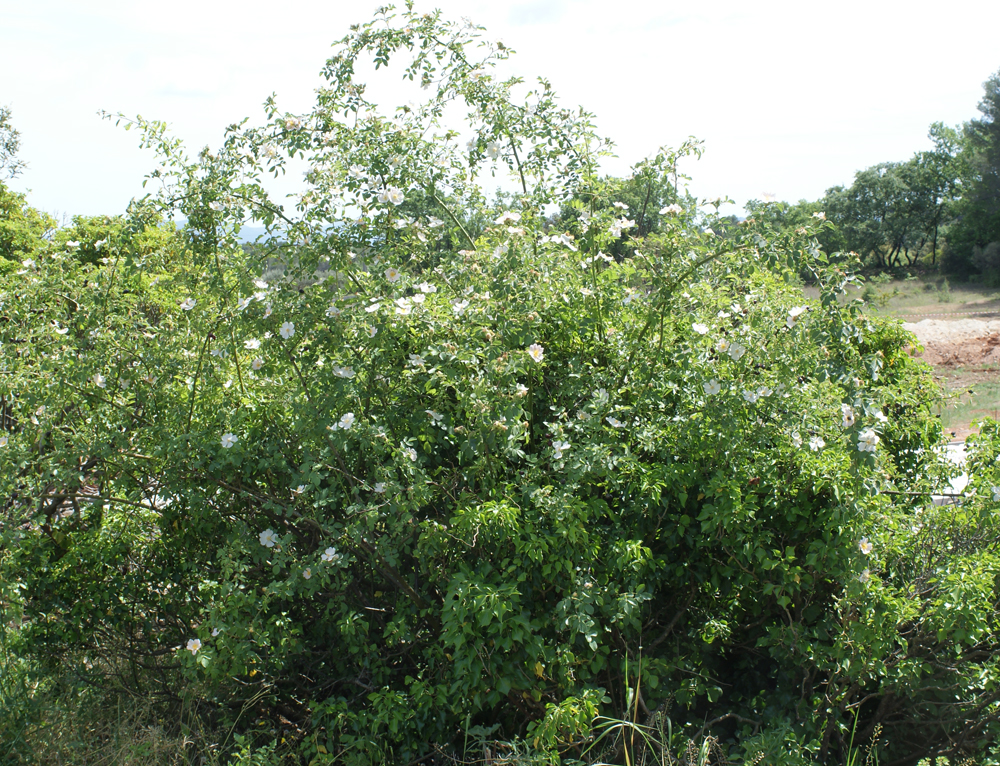 Rosa corymbifera