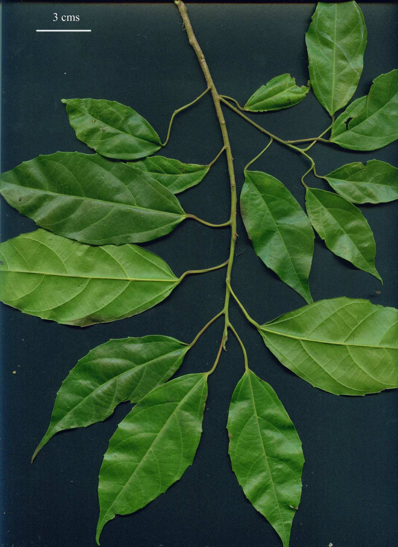 Alchornea costaricensis