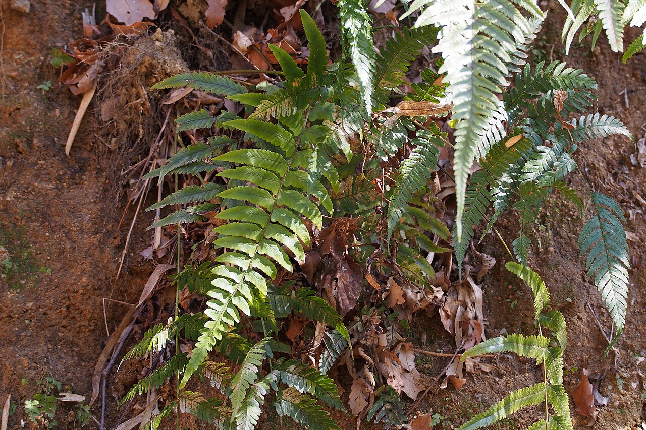 Microlepia marginata