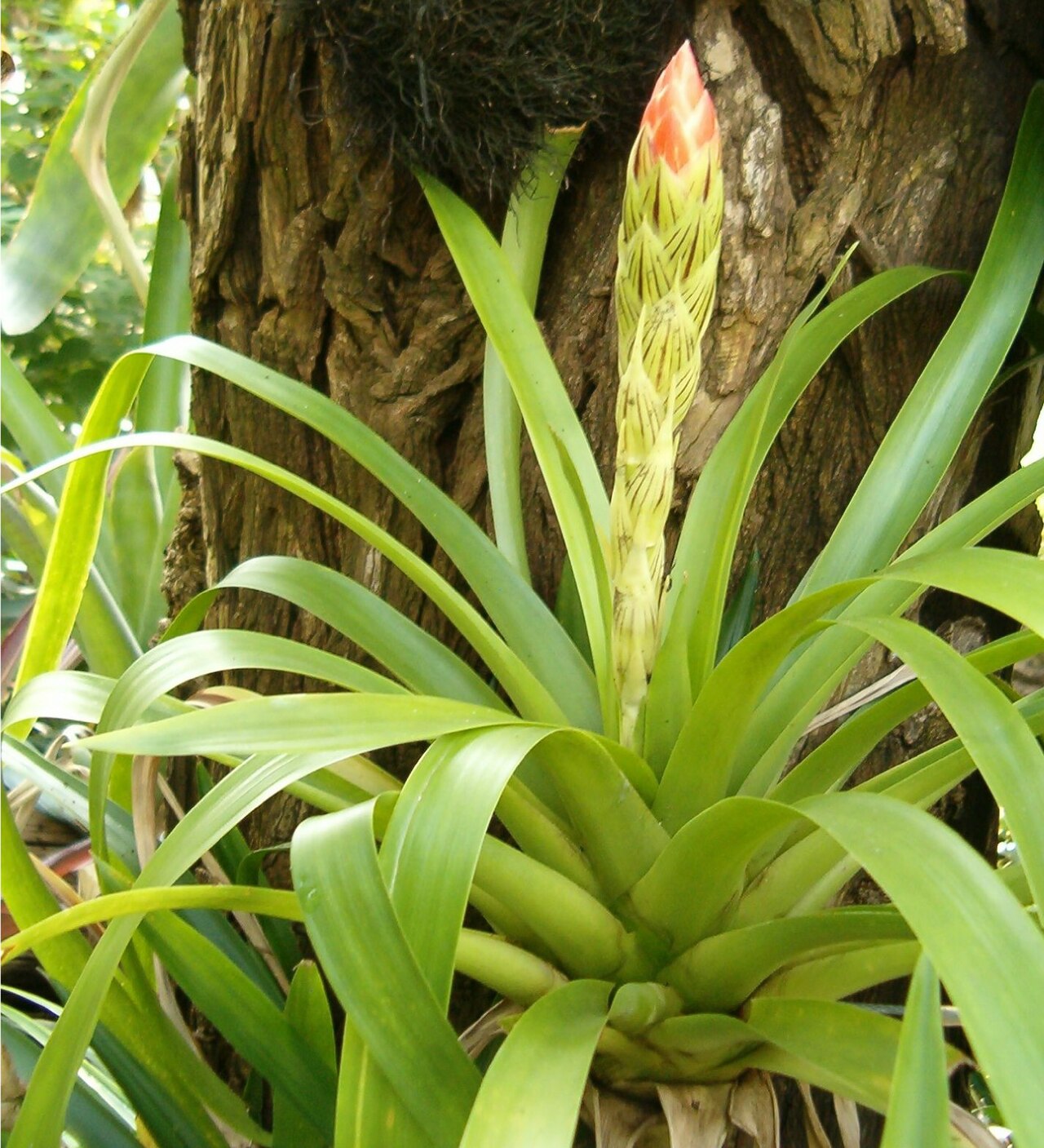 Guzmania monostachia