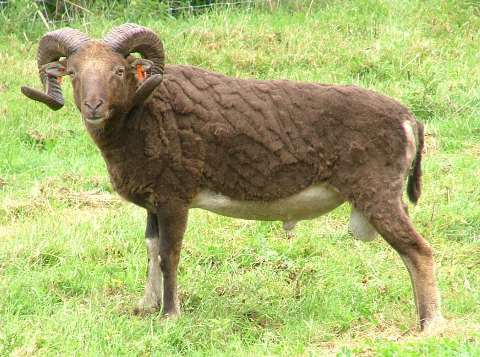 Castlemilk Moorit