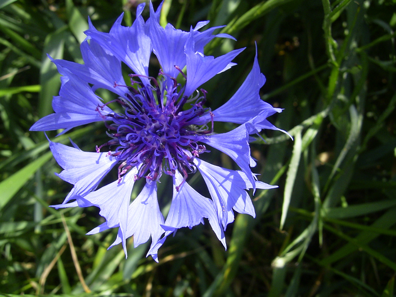 Cornflower or bachelor's button