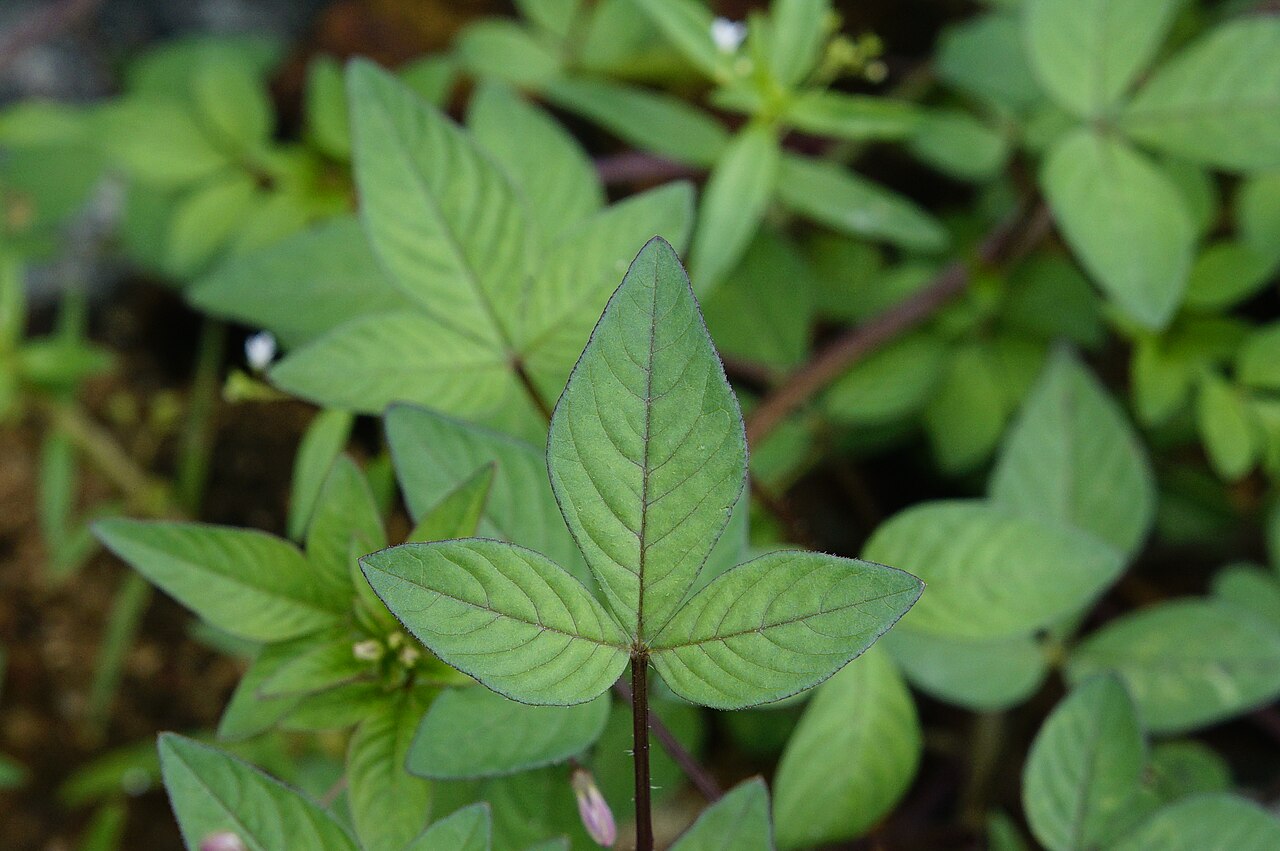 Cleome rutidosperma