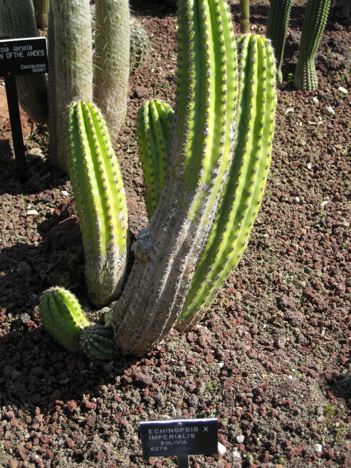 Echinopsis ×imperialis