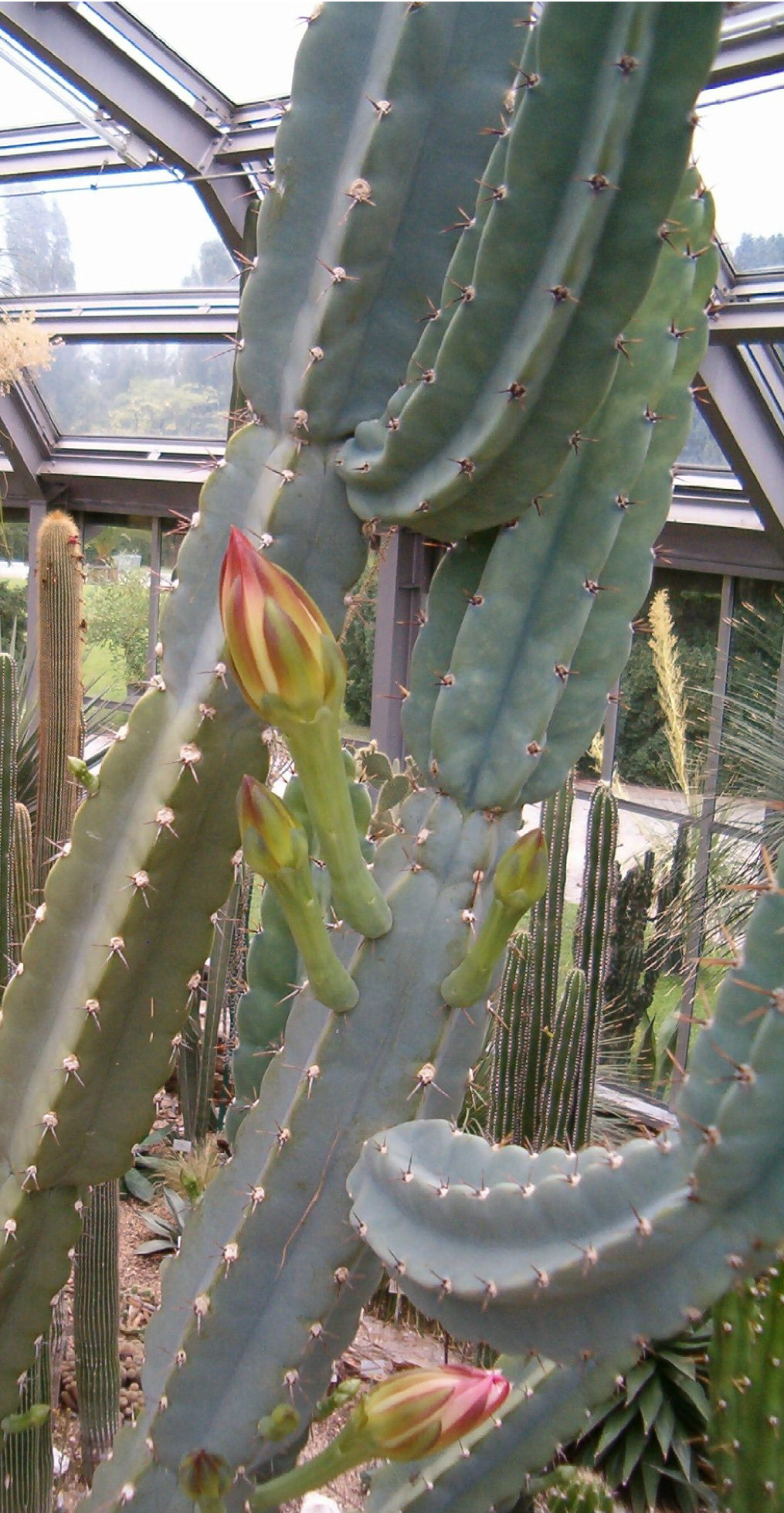 Cereus validus