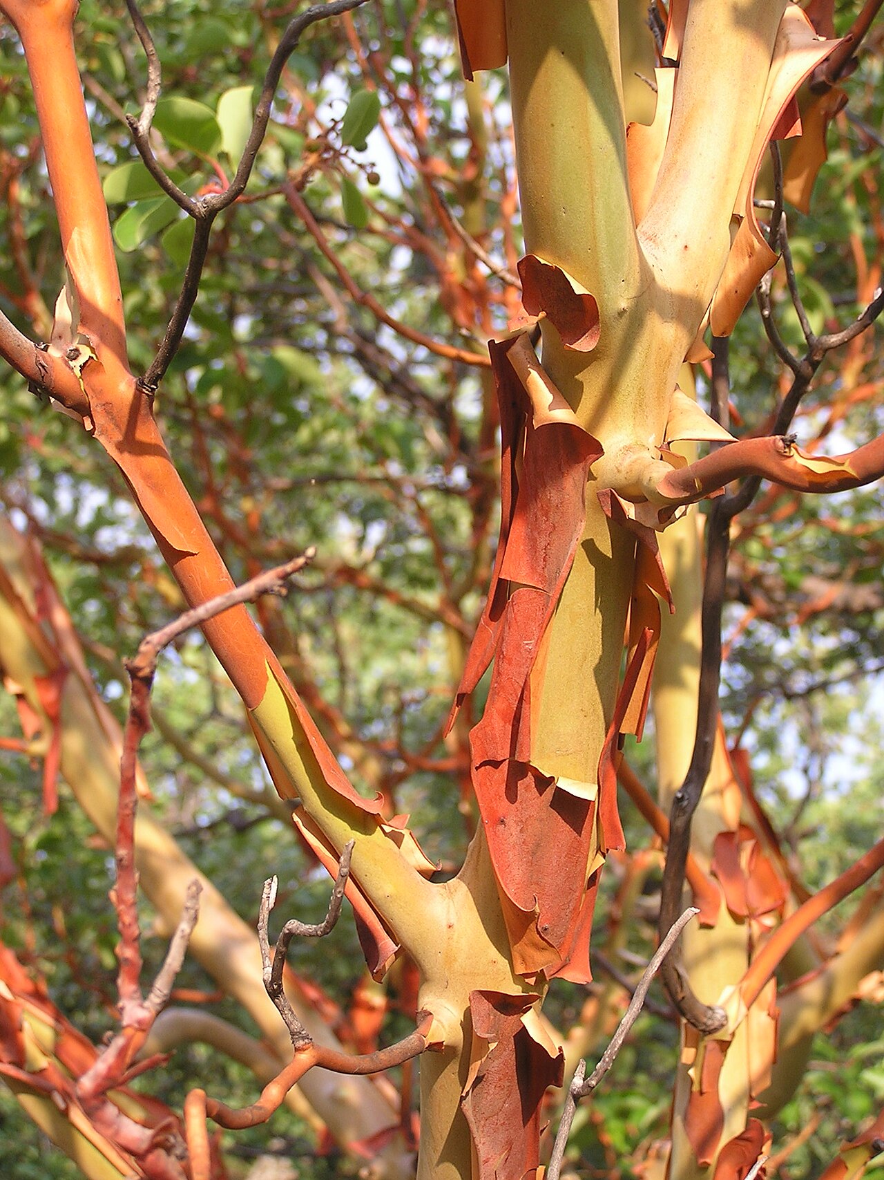 Arbutus andrachne