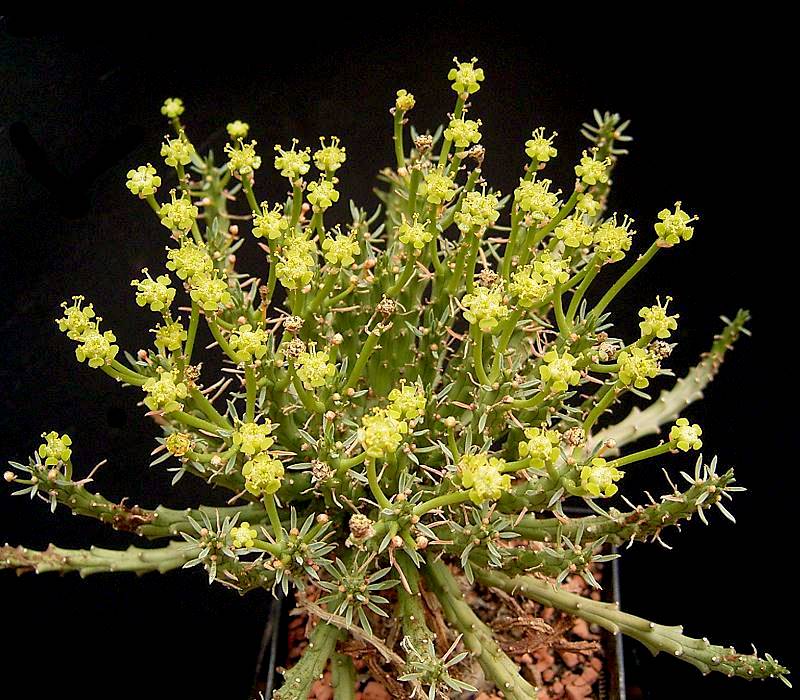 Euphorbia arida