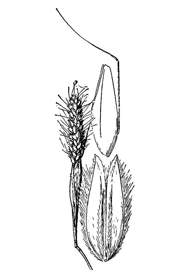 Alopecurus saccatus