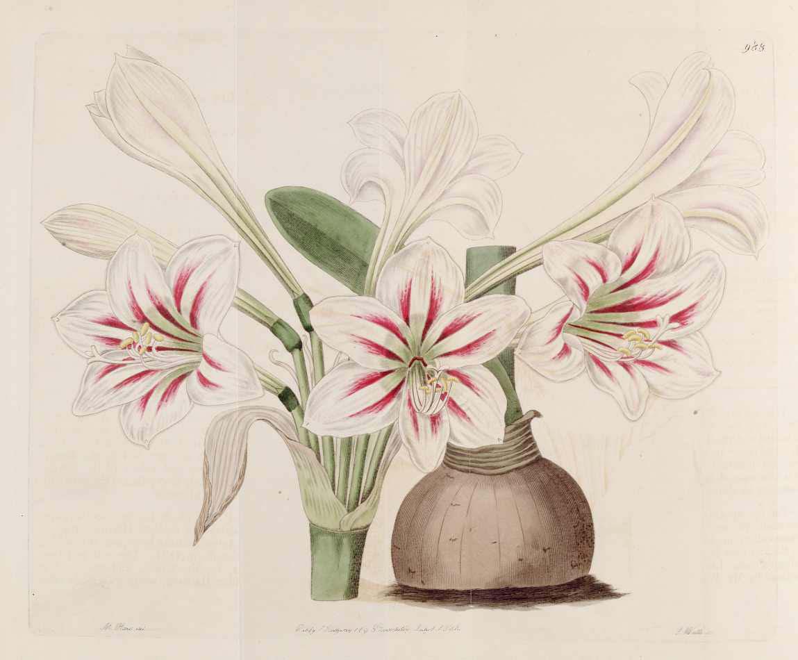 Hippeastrum vittatum