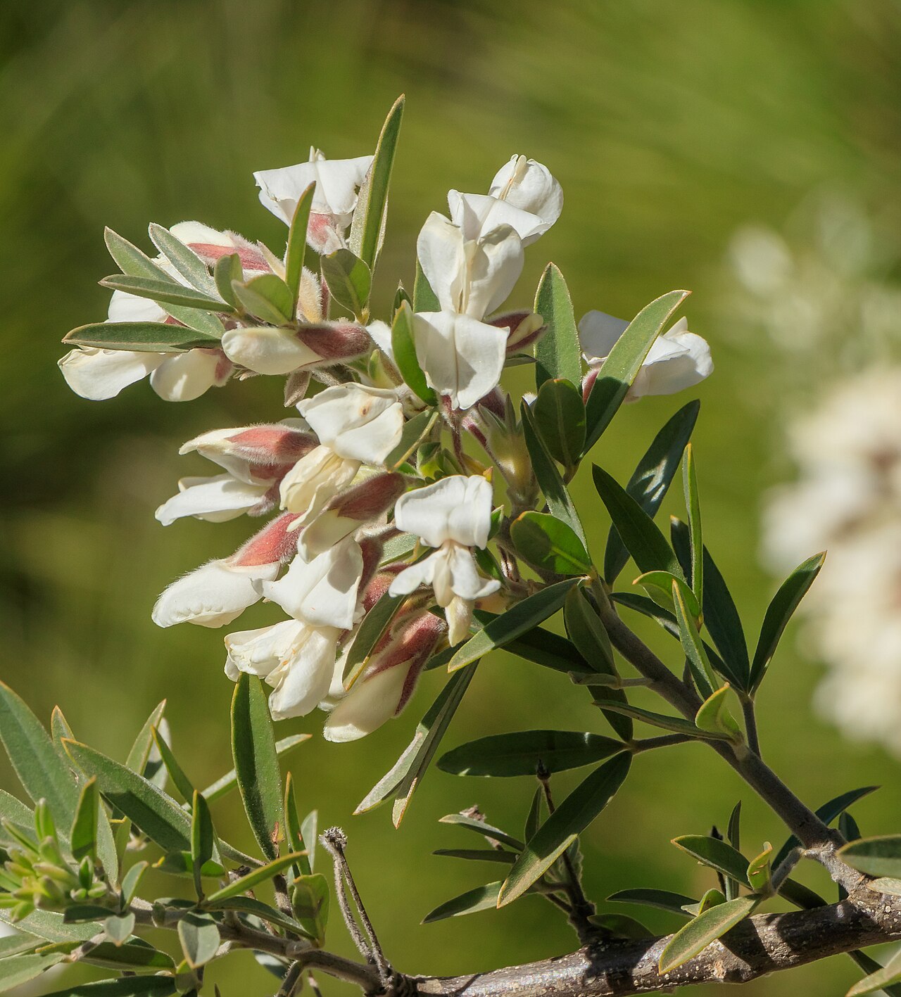 Chamaecytisus proliferus