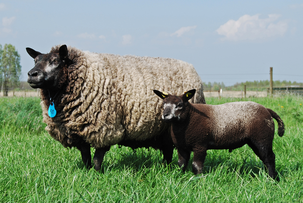 Blue Texel