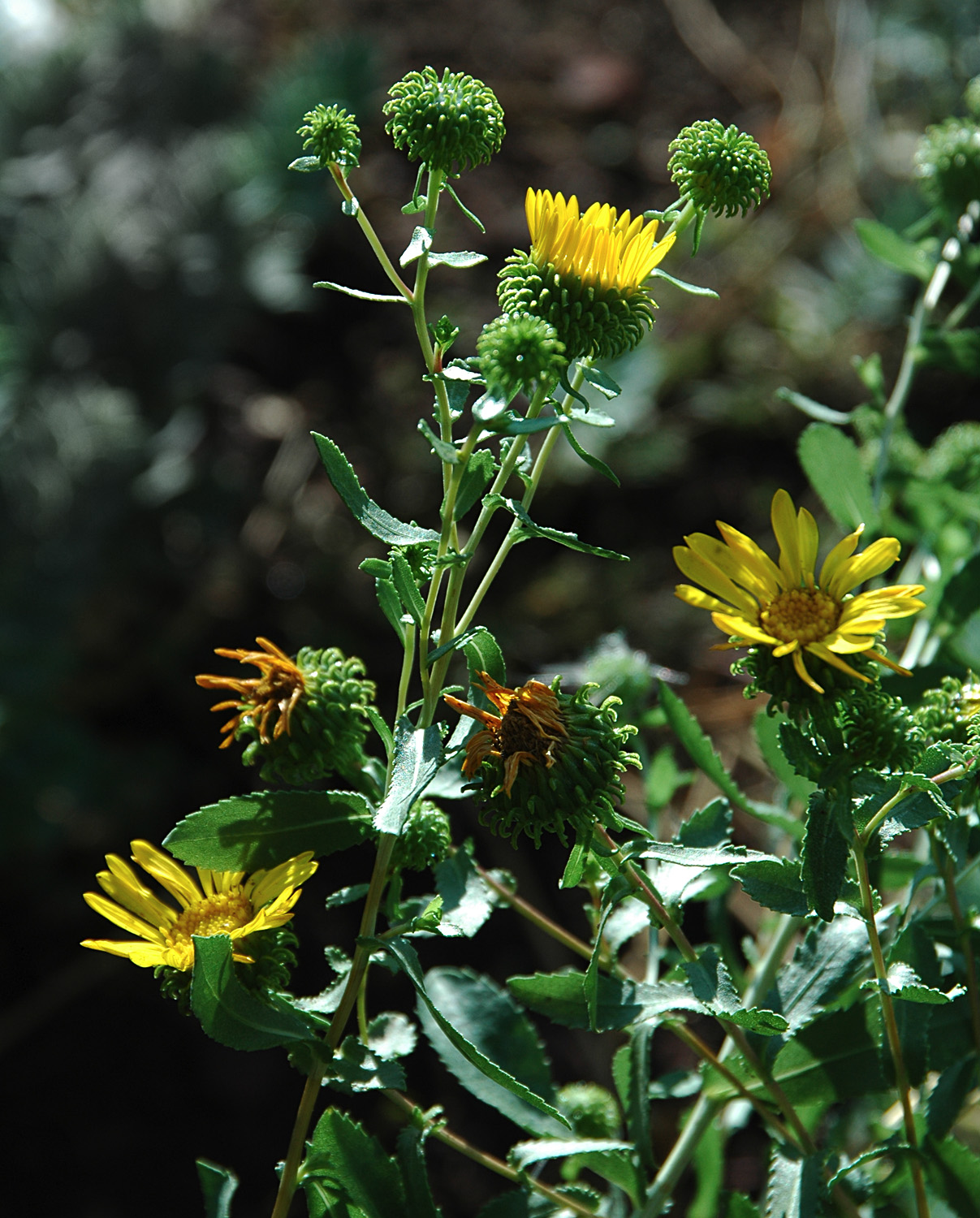 Curly-top gumweed or curlycup gumweed