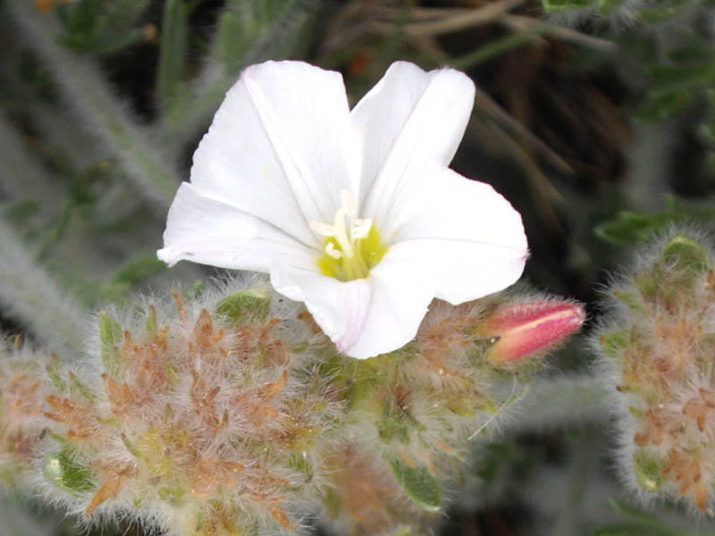 Convolvulus lanuginosus