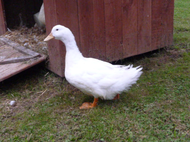 Bourbourg duck