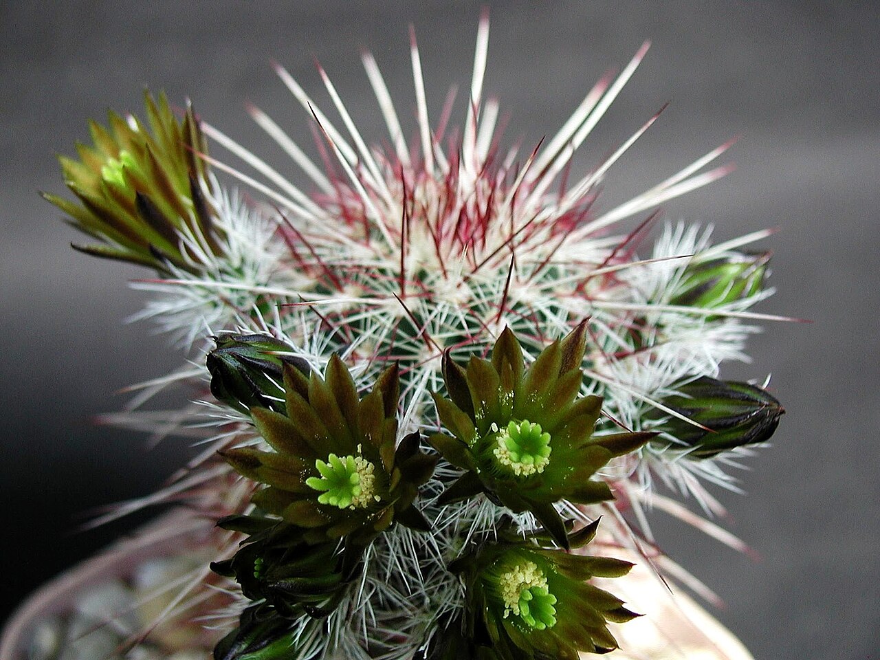 Echinocereus russanthus