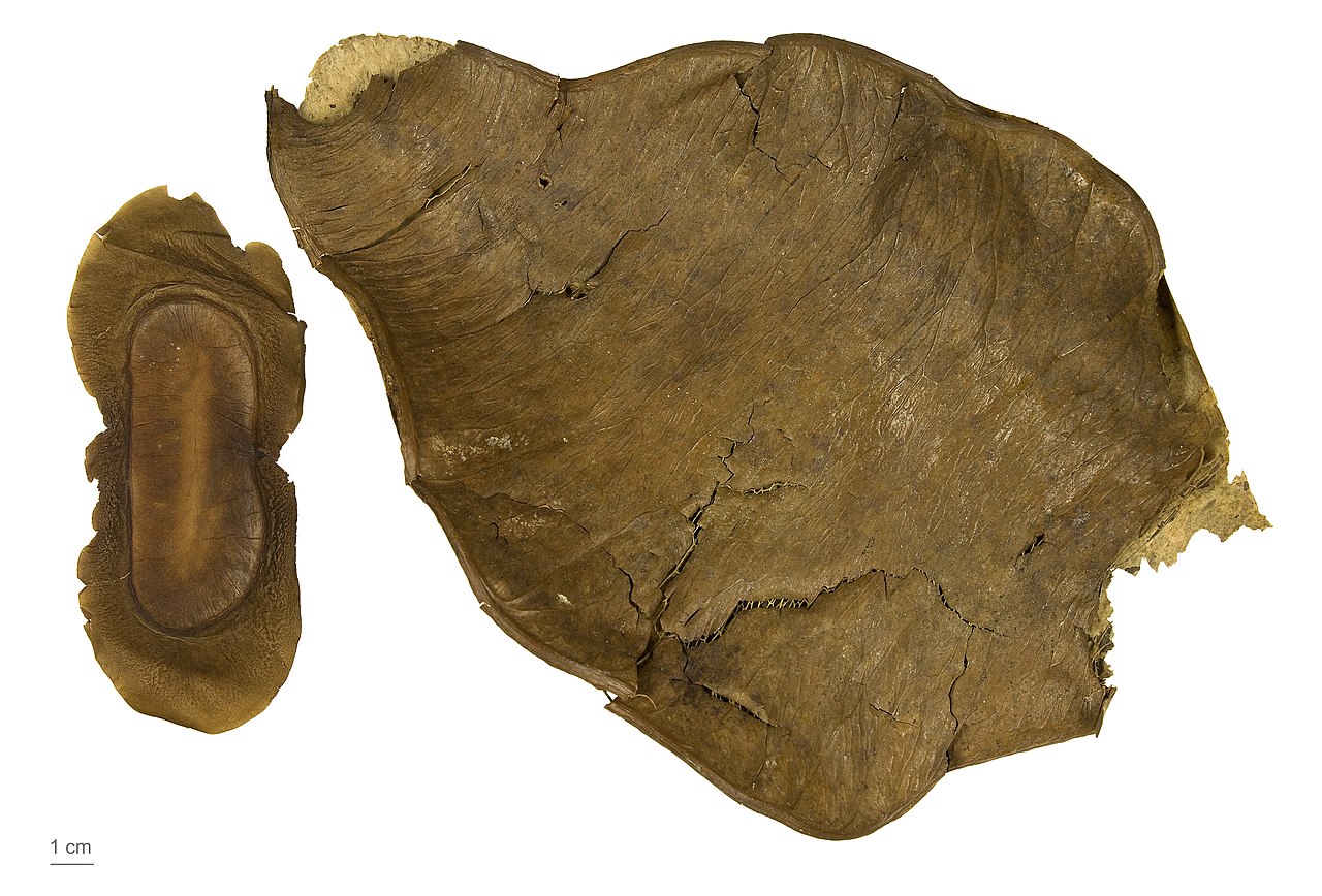 Fillaeopsis discophora