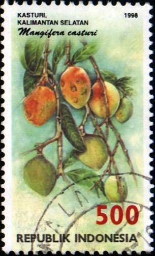 Mangifera casturi