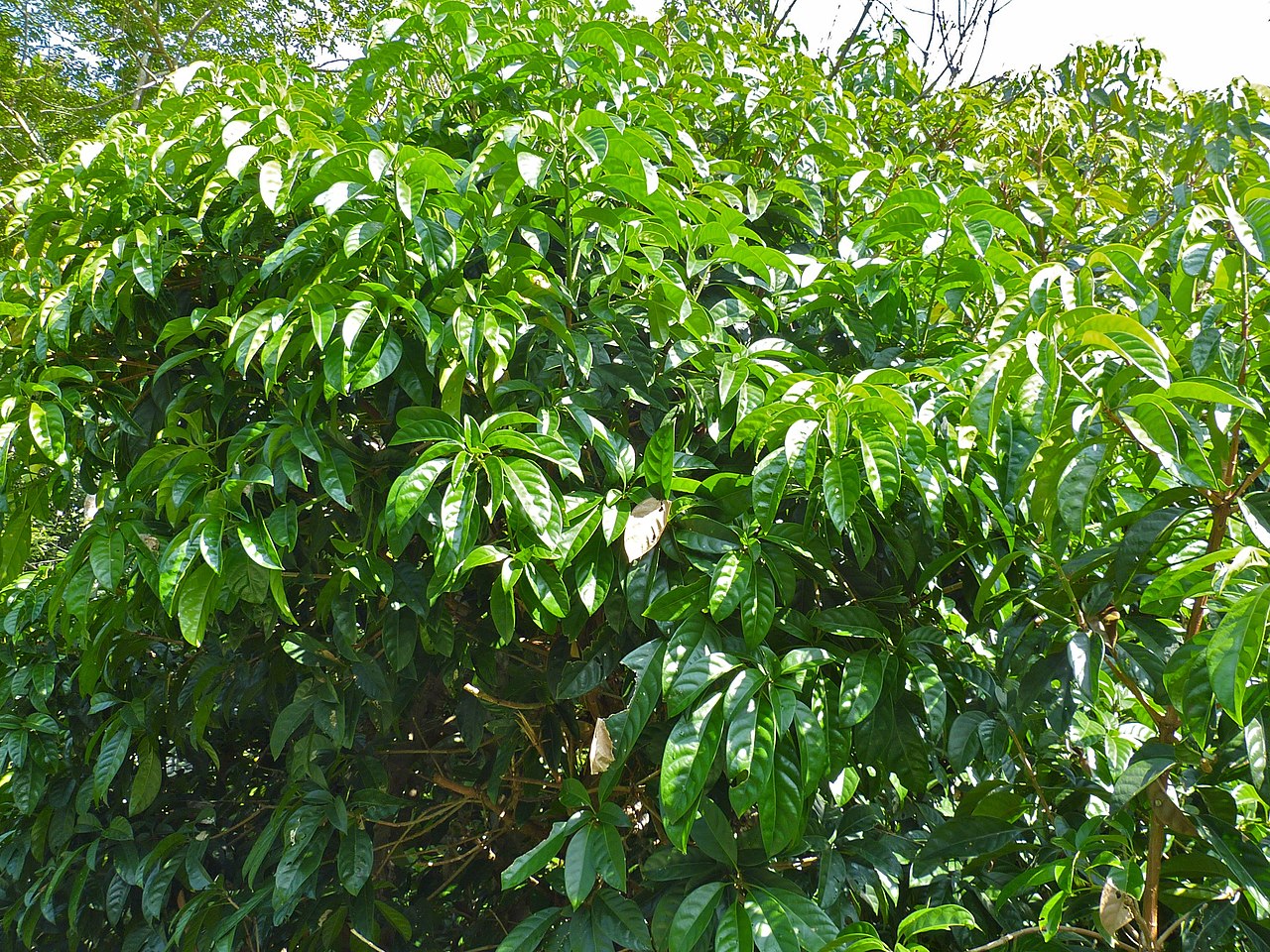Barringtonia ashtonii