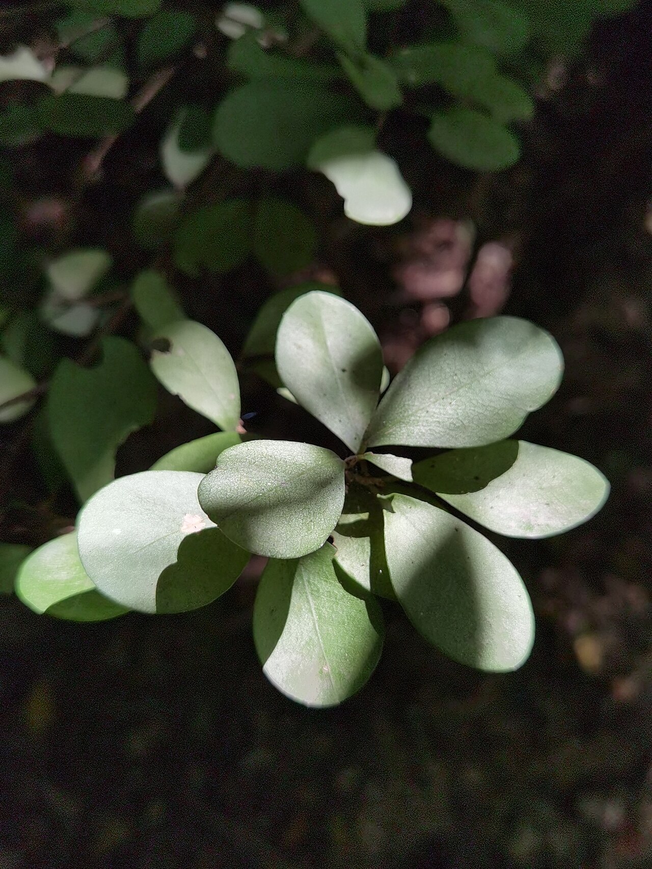Erythroxylum havanense