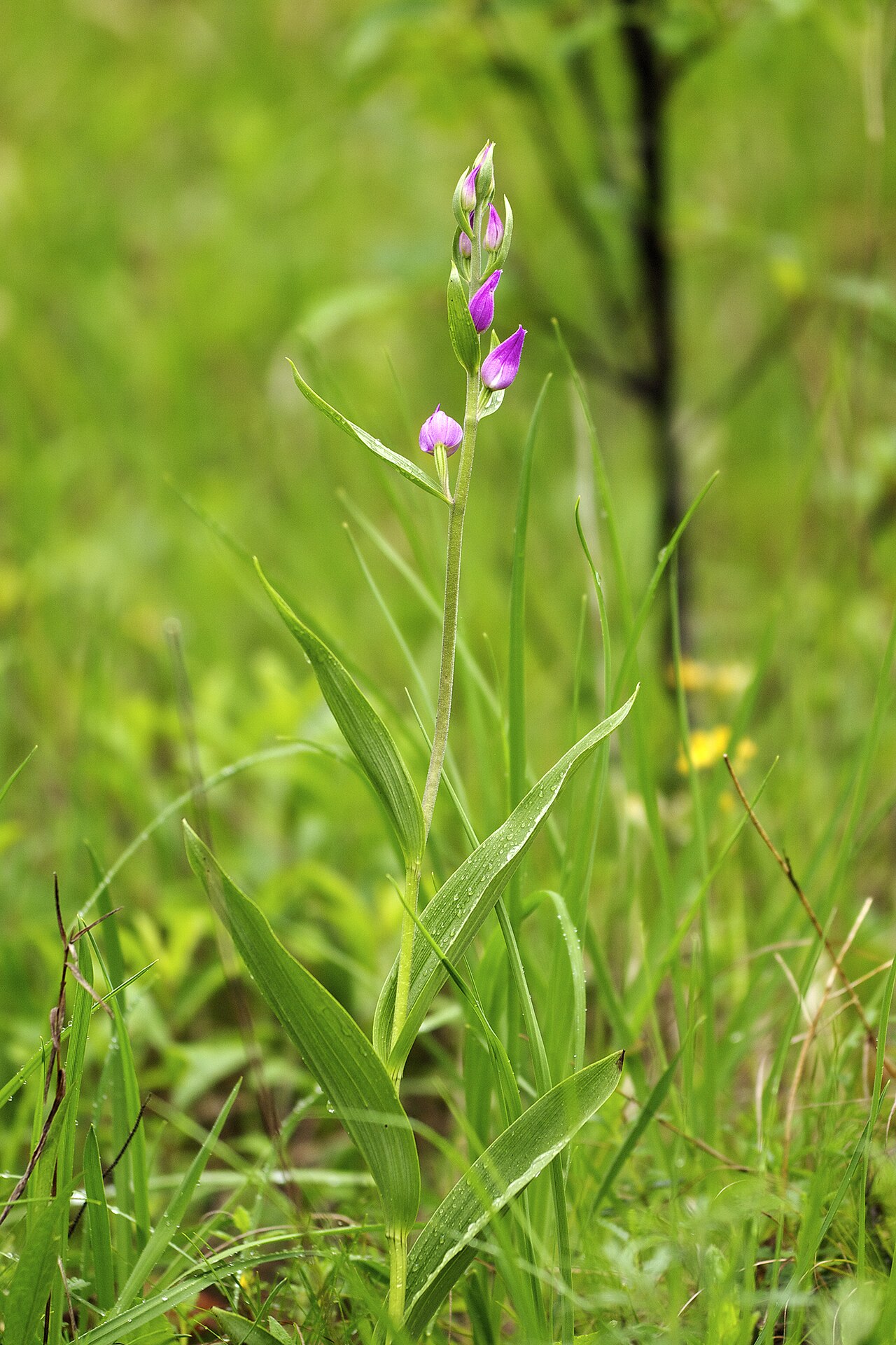 Red helleborine