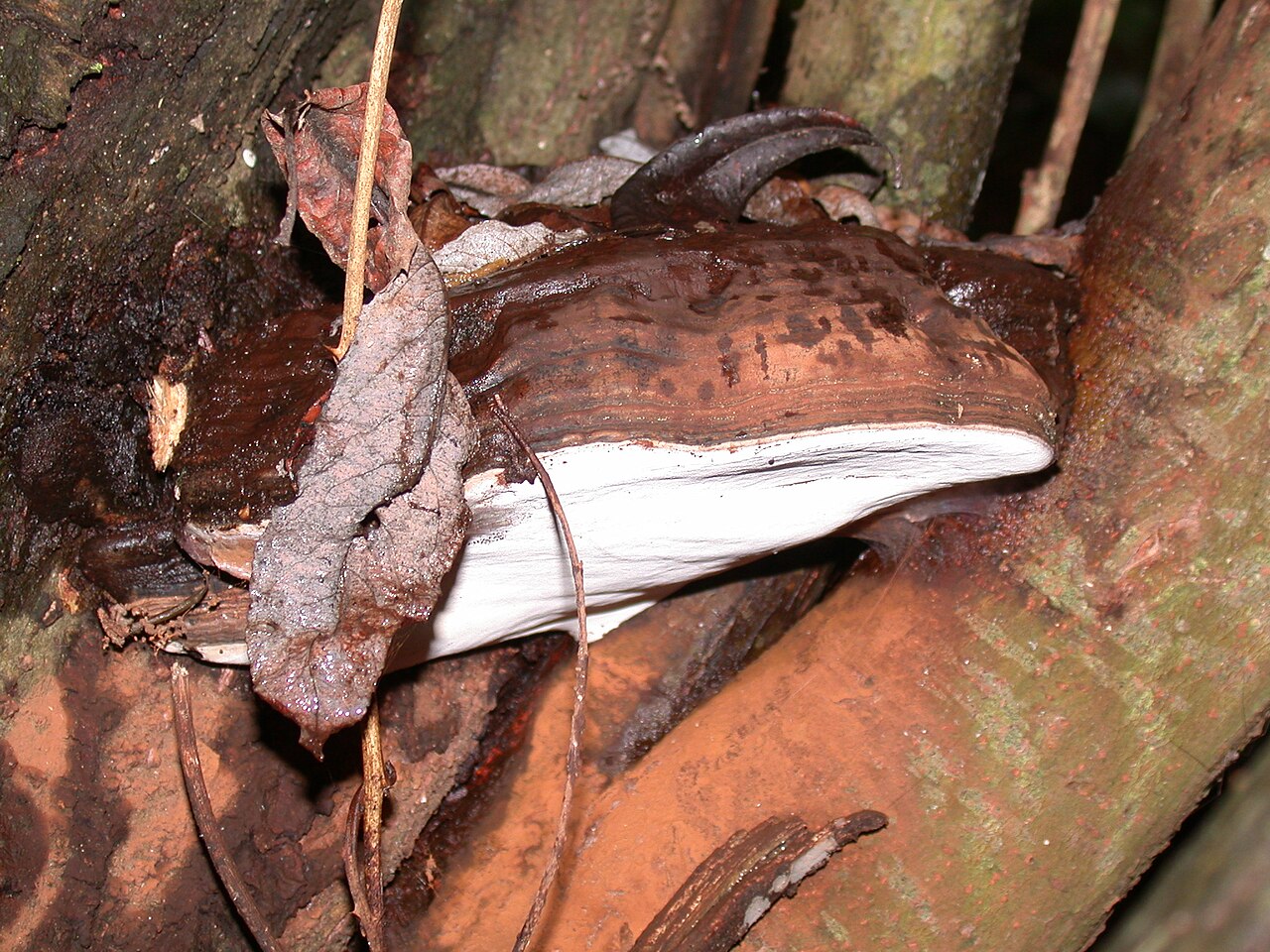 Ganoderma brownii