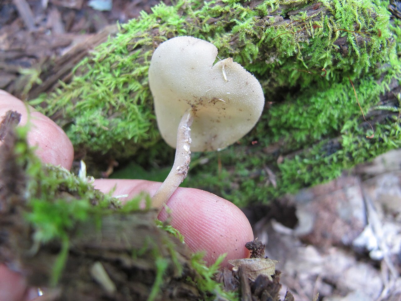 Helvella cupuliformis