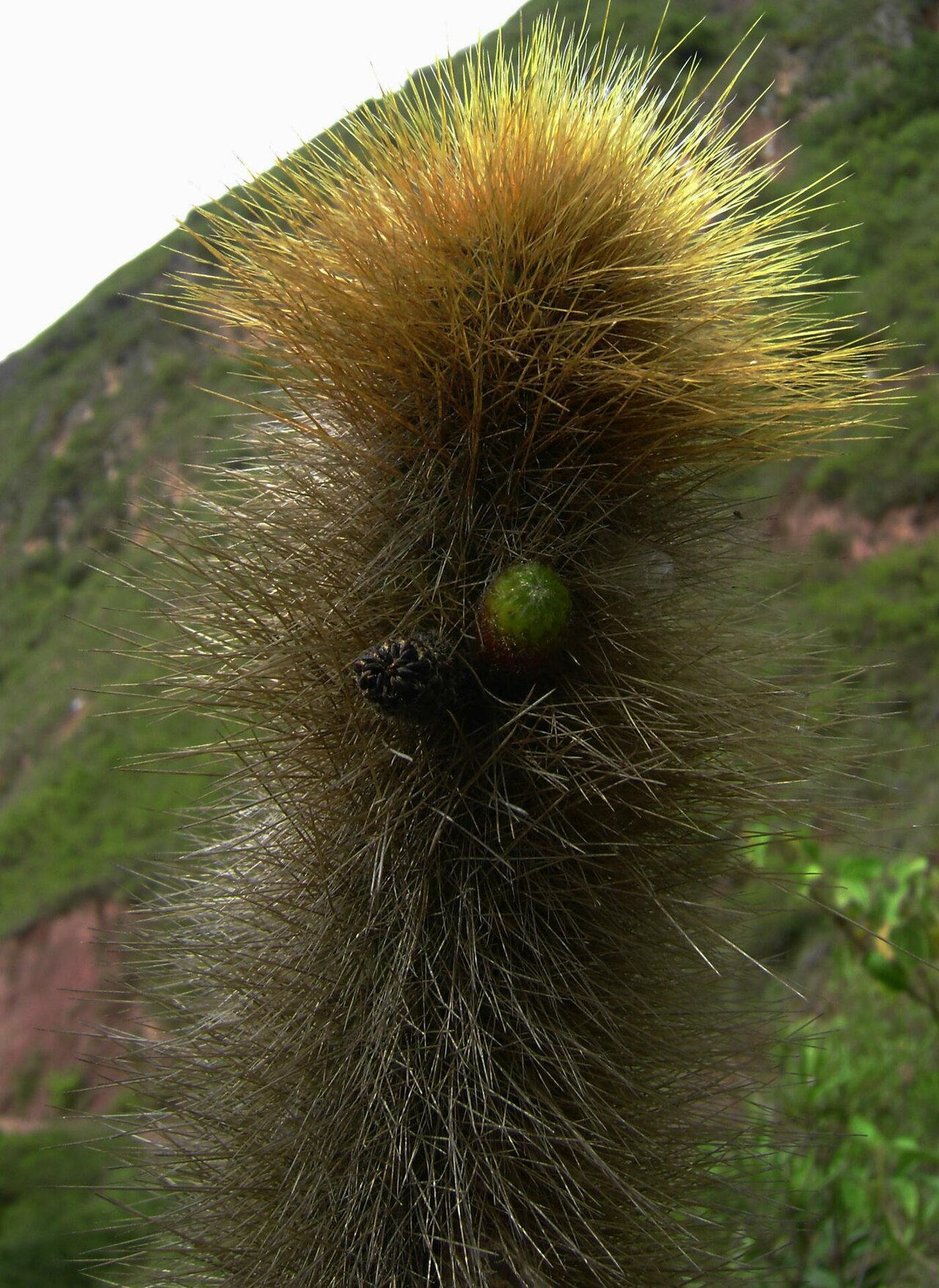Cleistocactus variispinus