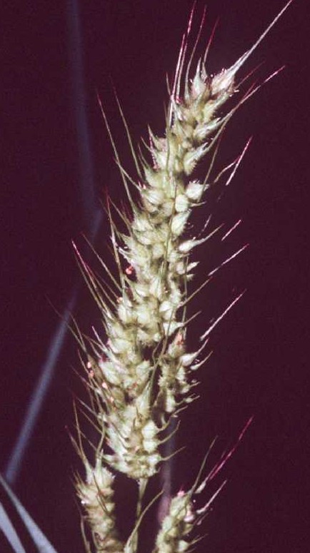 Echinochloa muricata