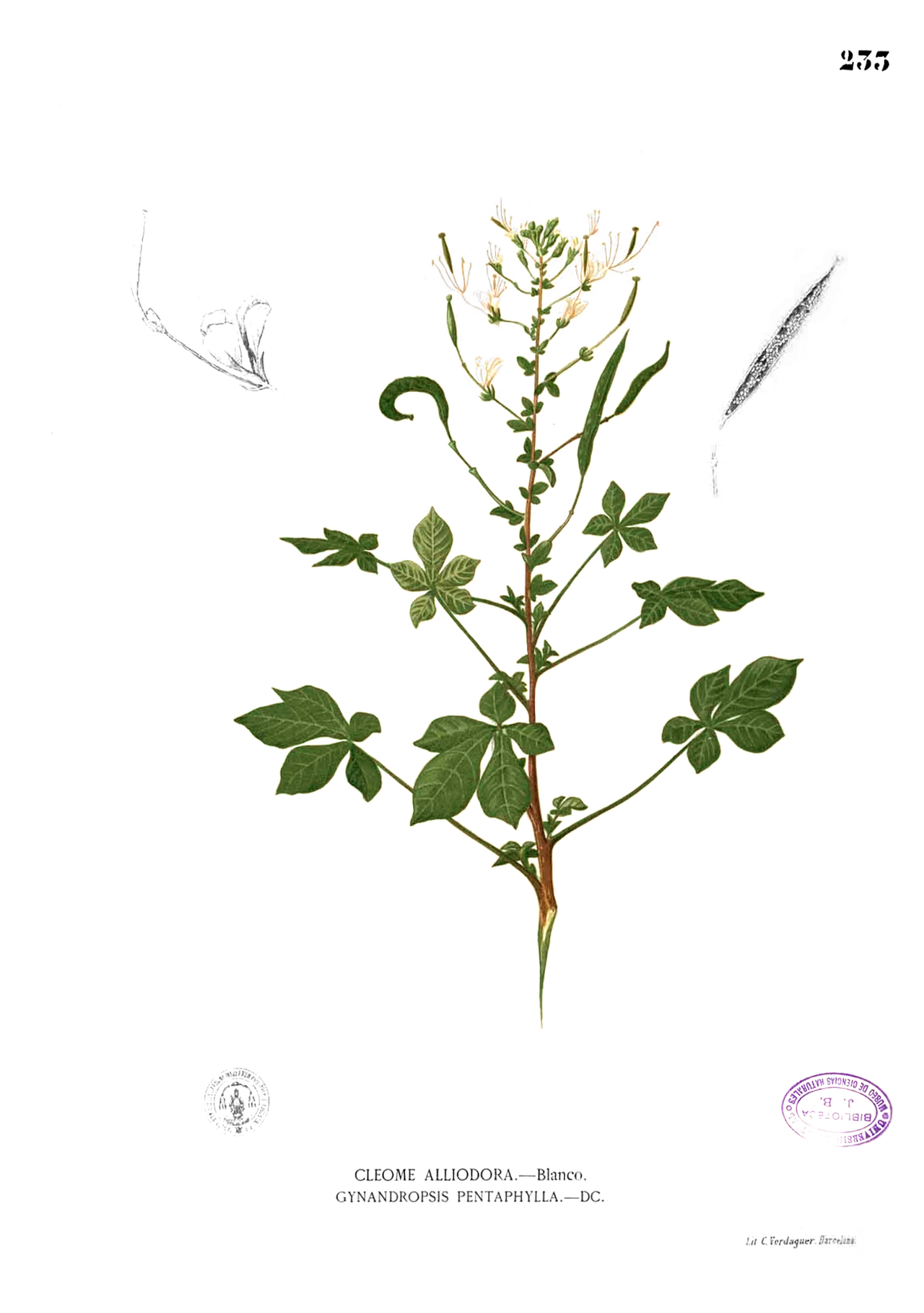 Gynandropsis gynandra
