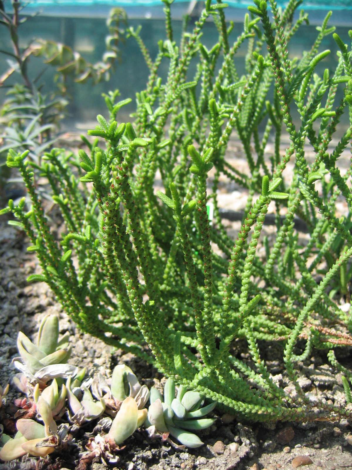 Crassula muscosa