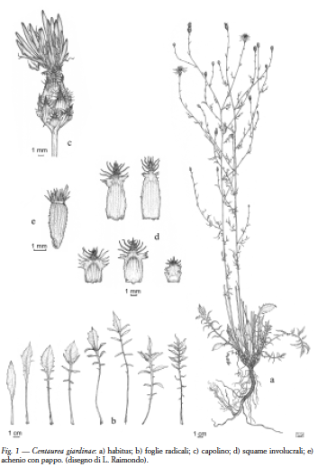 Centaurea giardinae