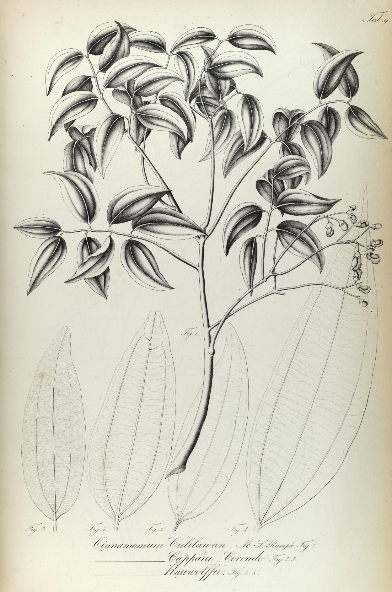Cinnamomum cappara-coronde