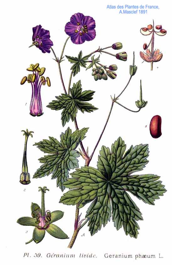 Geranium phaeum