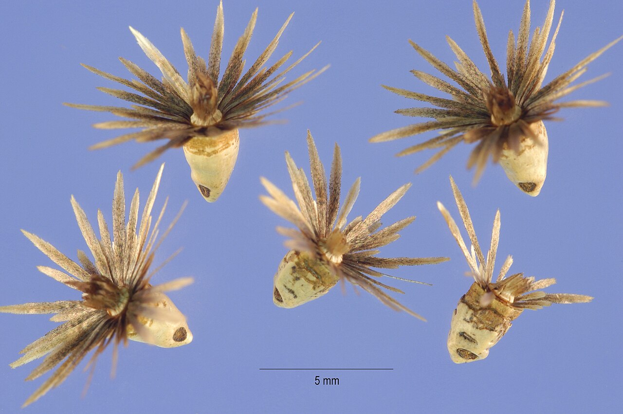 Carthamus leucocaulos