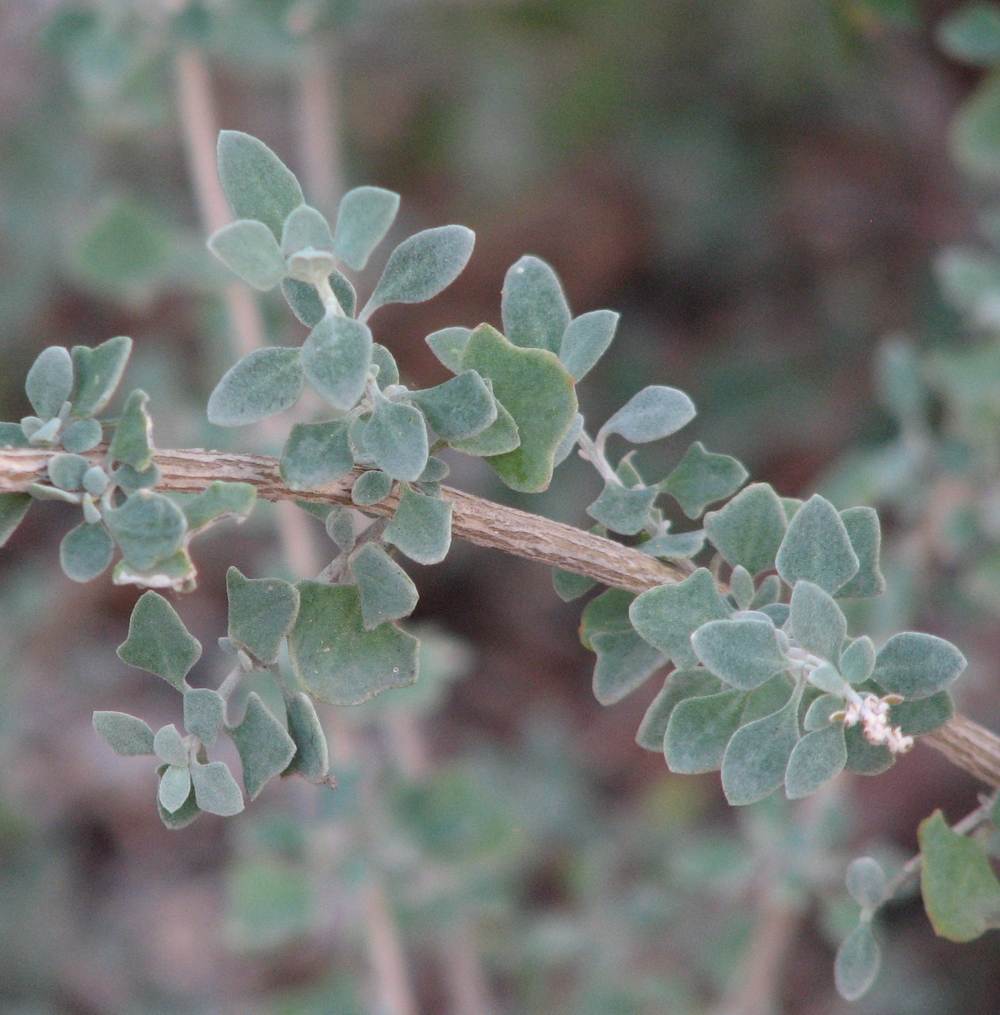 River saltbush or swamp saltbush