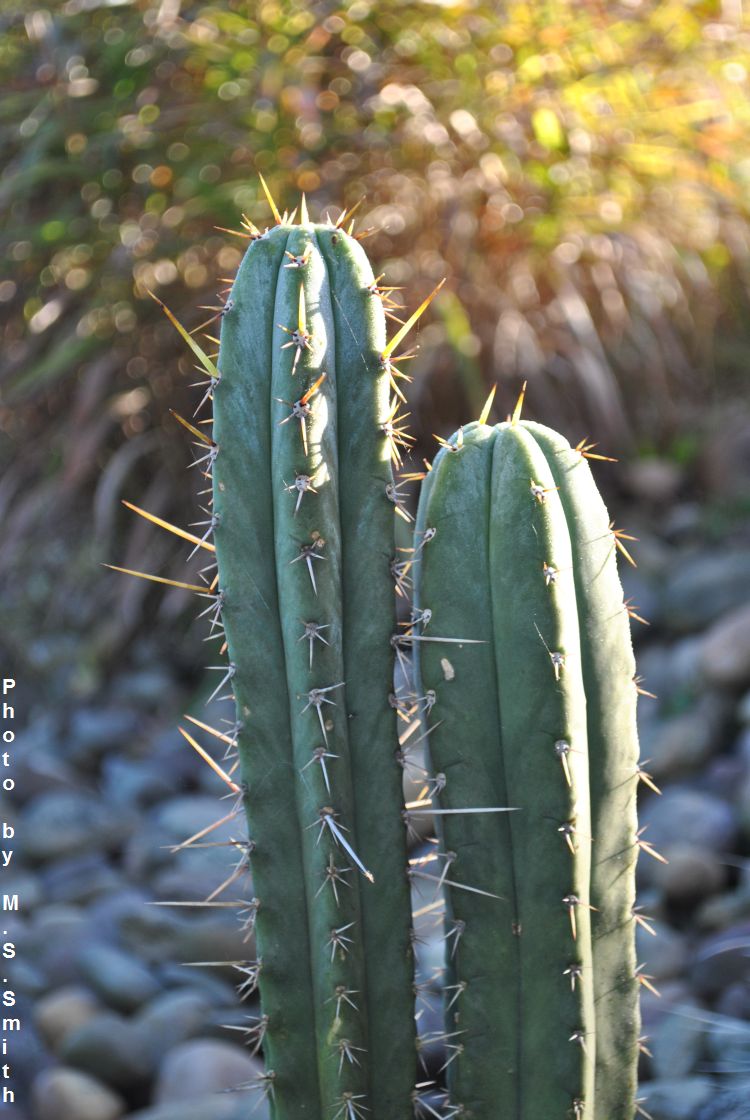 Echinopsis uyupampensis