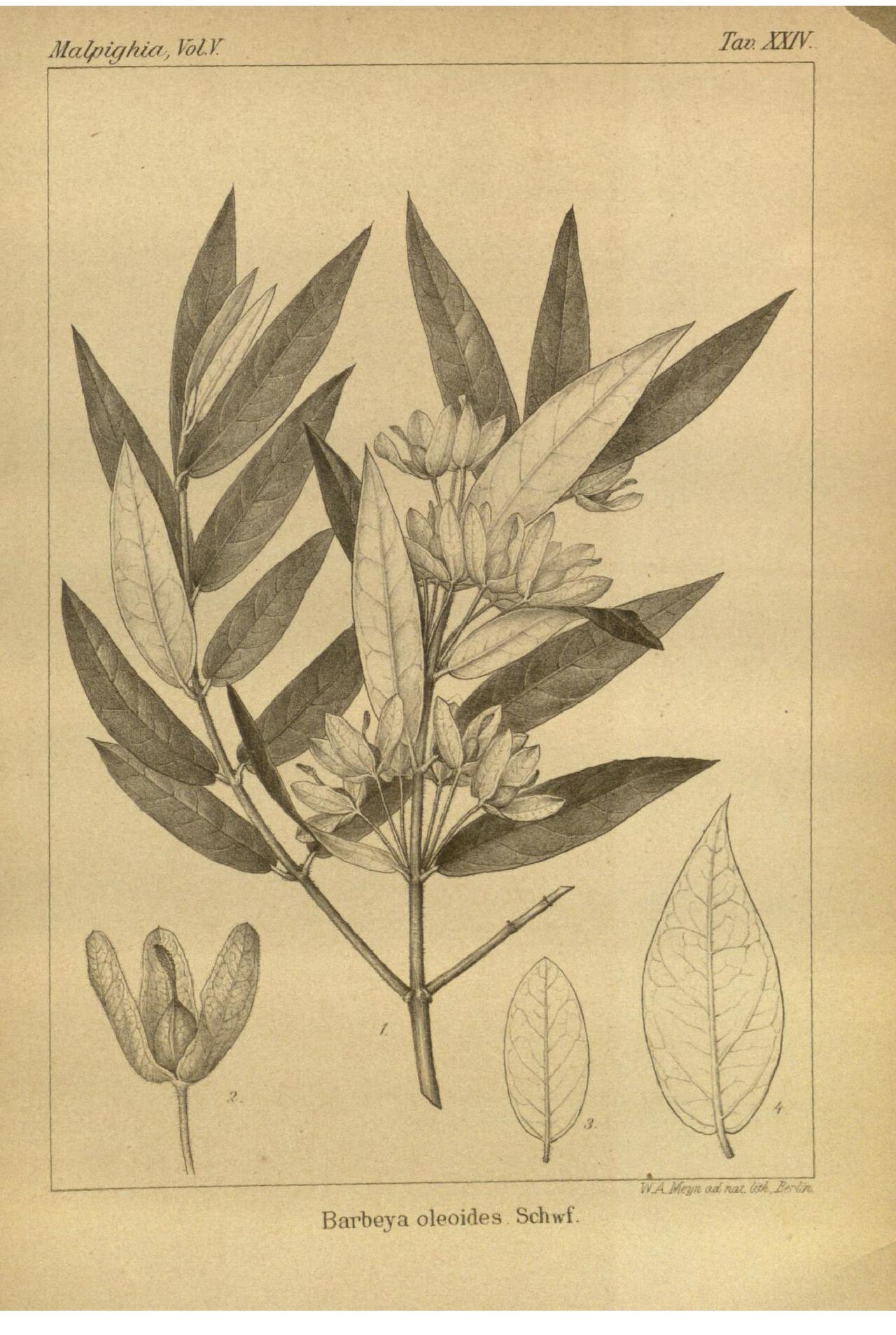 Barbeya oleoides