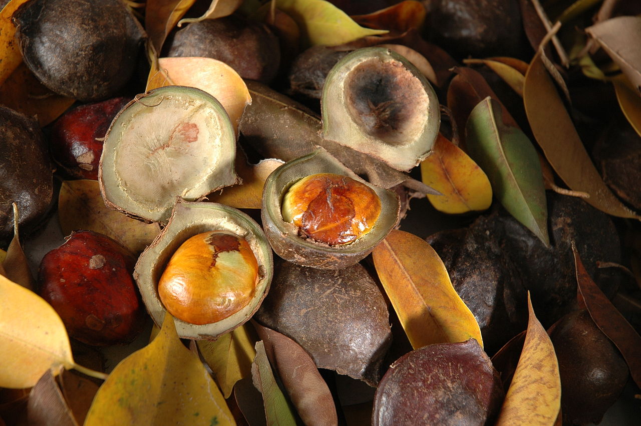 Archidendron jiringa