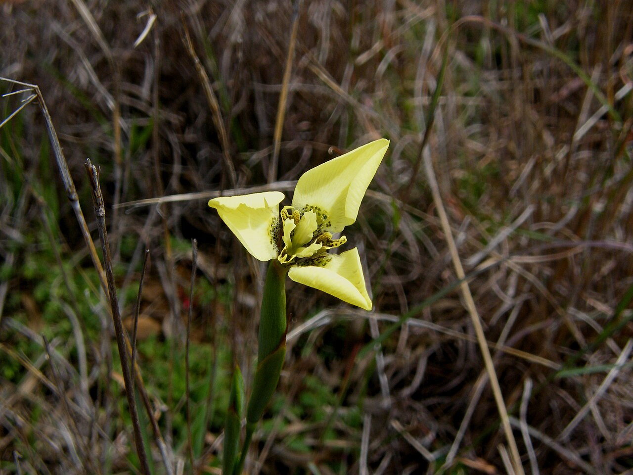 Moraea bellendenii