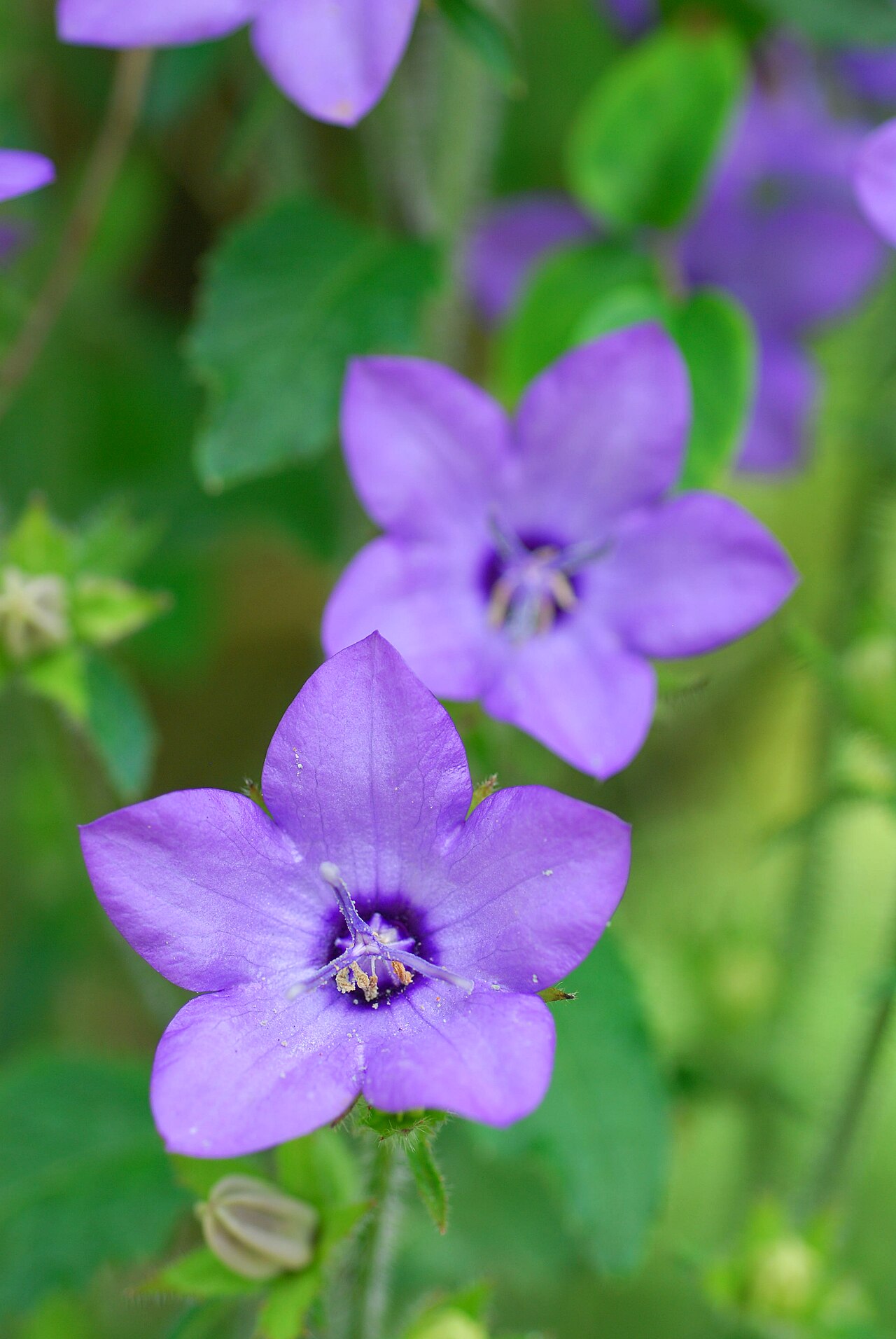 Campanula alata